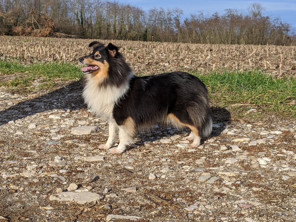 CH. Nébuleuse De L'odyssée D'alcane