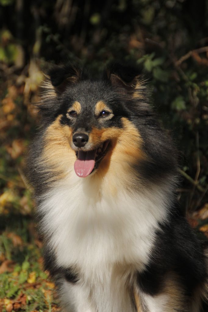 CH. Nébuleuse De L'odyssée D'alcane