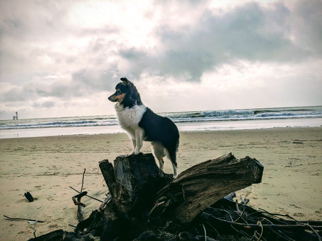 Une passion ravageuse De L'odyssée D'alcane