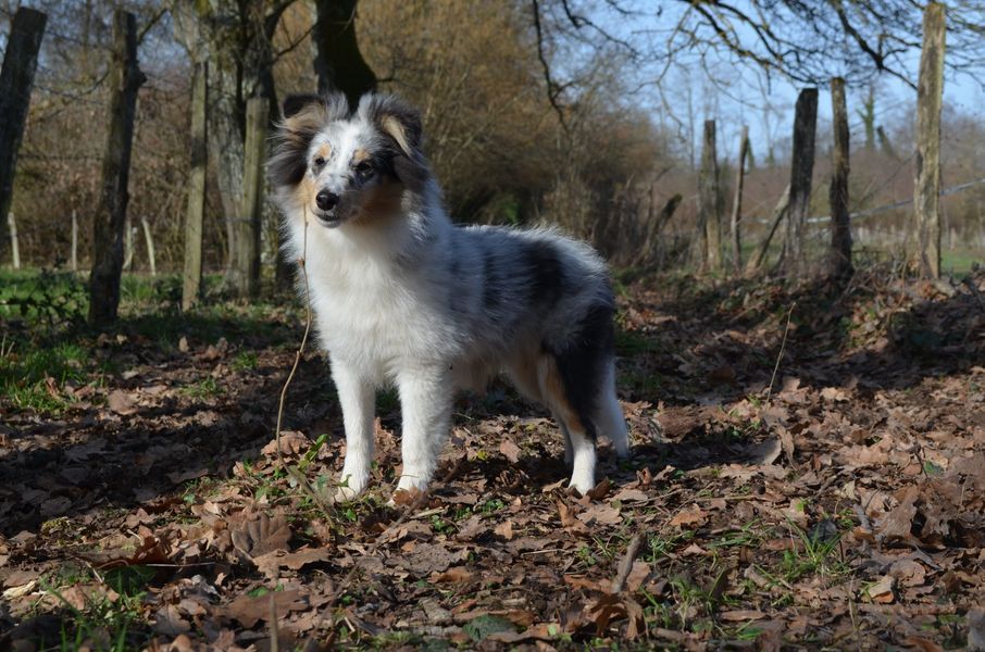 Relou la bleue De L'odyssée D'alcane