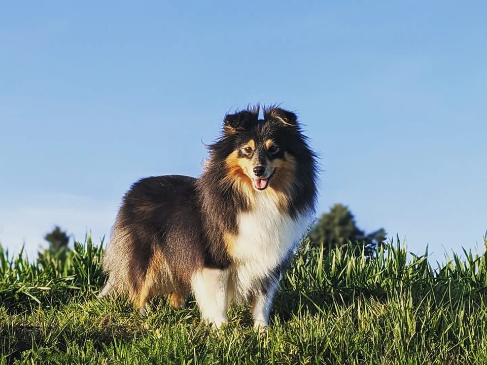 CH. Nébuleuse De L'odyssée D'alcane