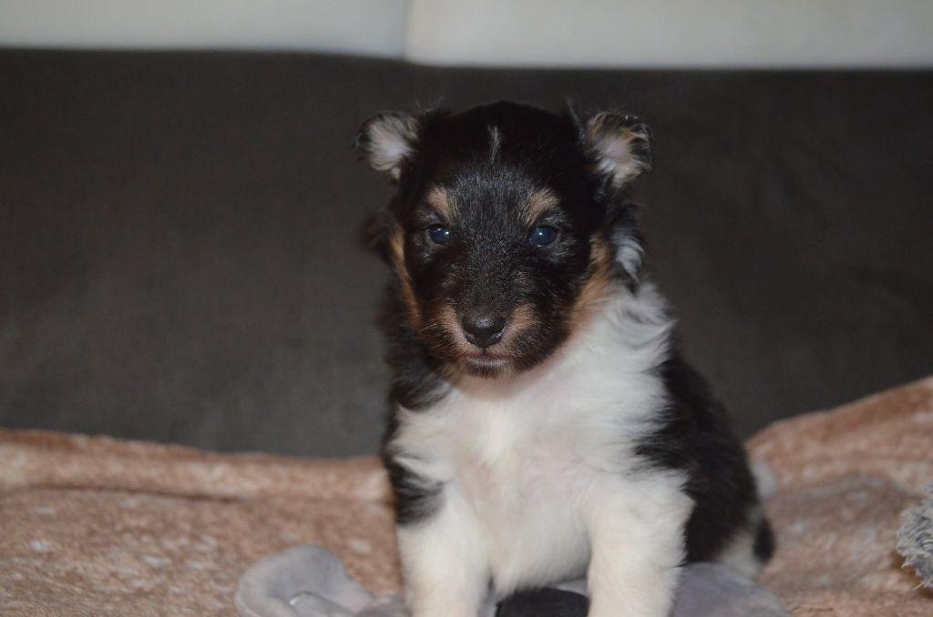 chiot Shetland Sheepdog De L'odyssée D'alcane