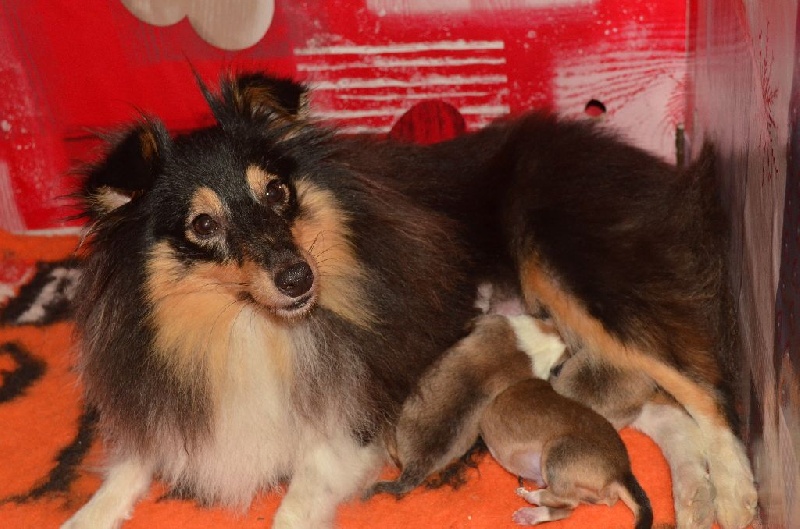 De L'odyssée D'alcane - Shetland Sheepdog - Portée née le 25/09/2016