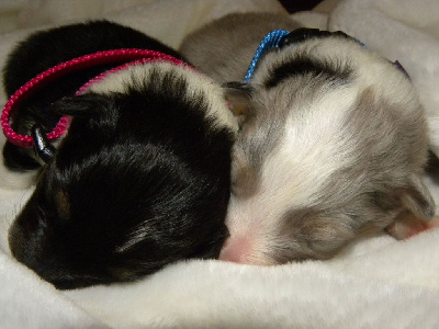 De L'odyssée D'alcane - Shetland Sheepdog - Portée née le 15/10/2014