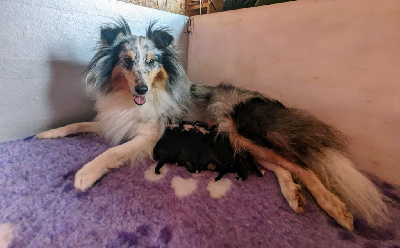 De L'odyssée D'alcane - Shetland Sheepdog - Portée née le 22/05/2024