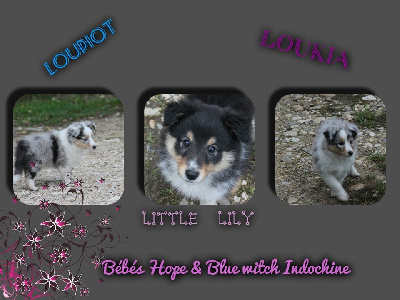 De L'odyssée D'alcane - Shetland Sheepdog - Portée née le 30/08/2015