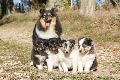 De L'odyssée D'alcane - Shetland Sheepdog - Portée née le 26/08/2019