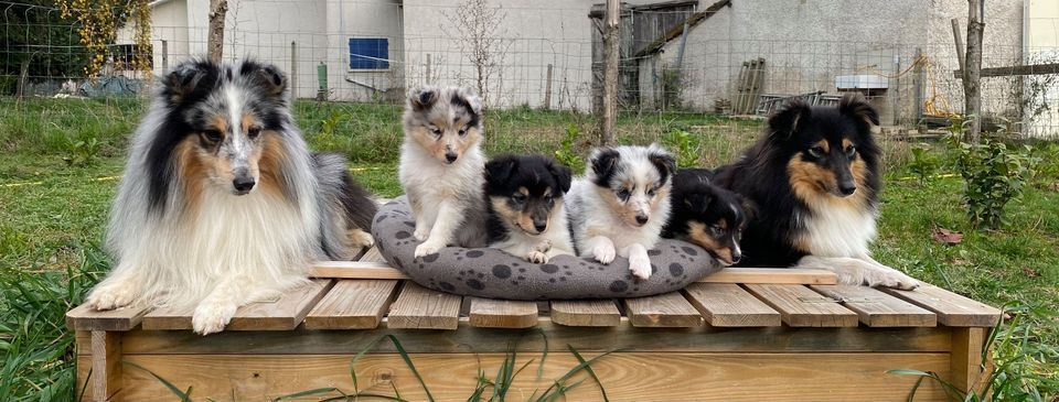 chiot Shetland Sheepdog De L'odyssée D'alcane