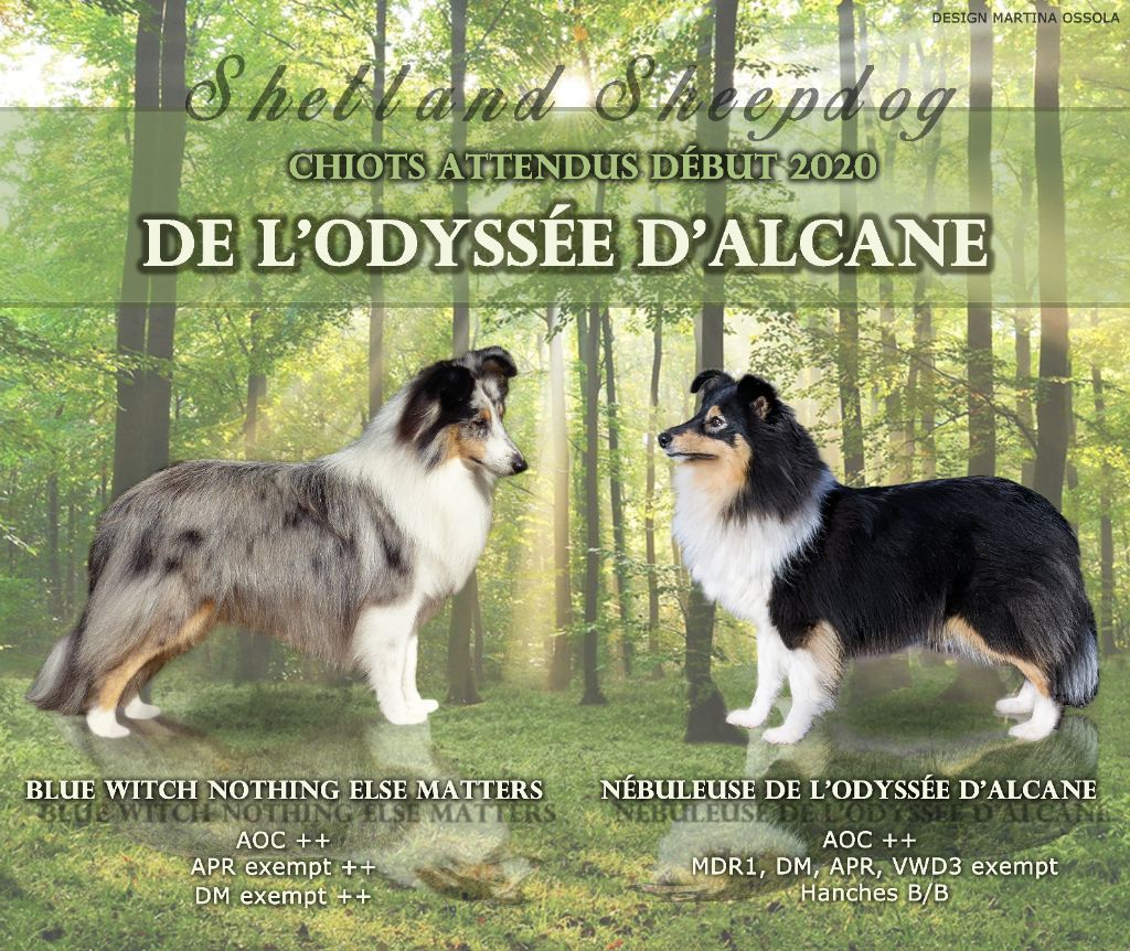 De L'odyssée D'alcane - 1er Chiot de Nébuleuse