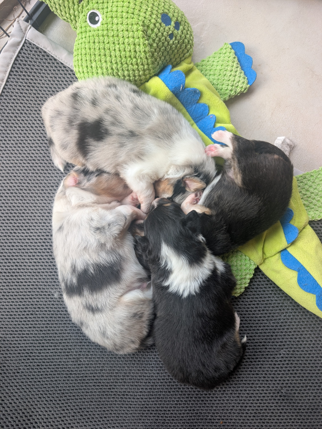 De L'odyssée D'alcane - Shetland Sheepdog - Portée née le 17/05/2026