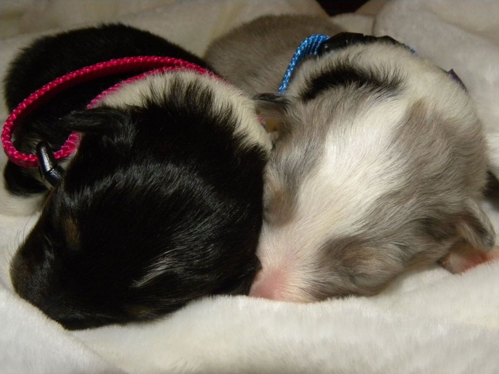 De L'odyssée D'alcane - Shetland Sheepdog - Portée née le 15/10/2014