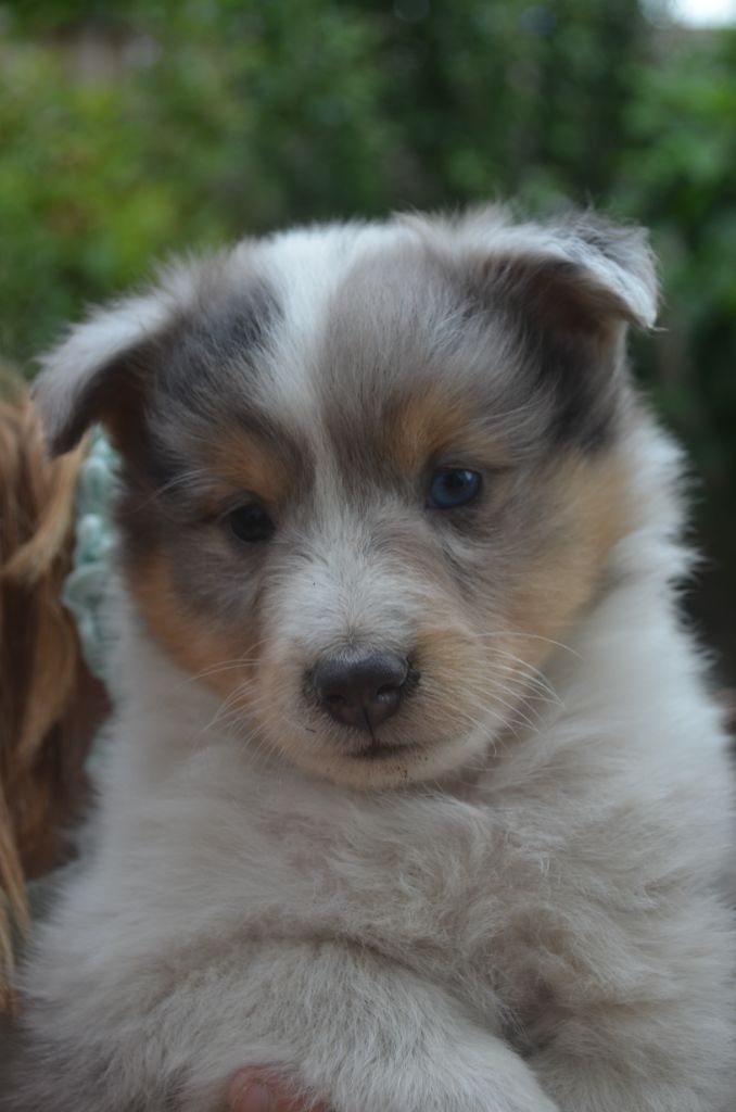 De L'odyssée D'alcane - Shetland Sheepdog - Portée née le 20/07/2025