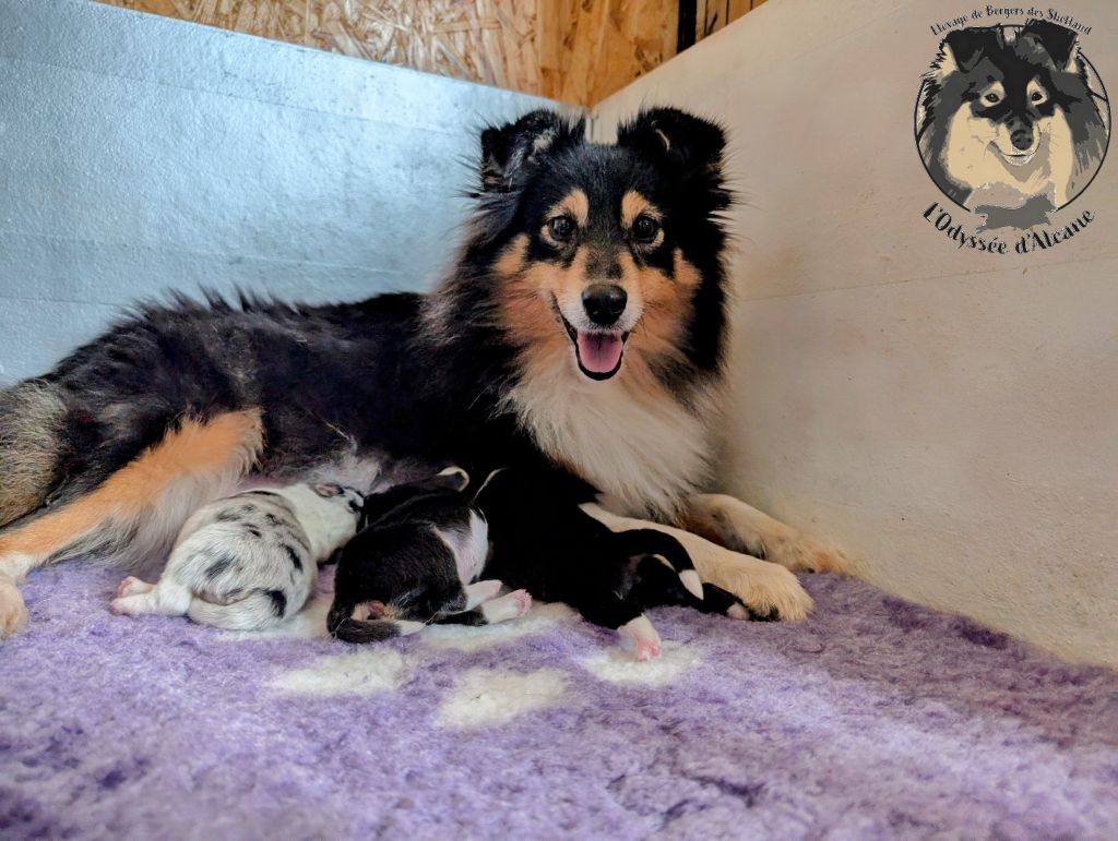 De L'odyssée D'alcane - Shetland Sheepdog - Portée née le 29/01/2025