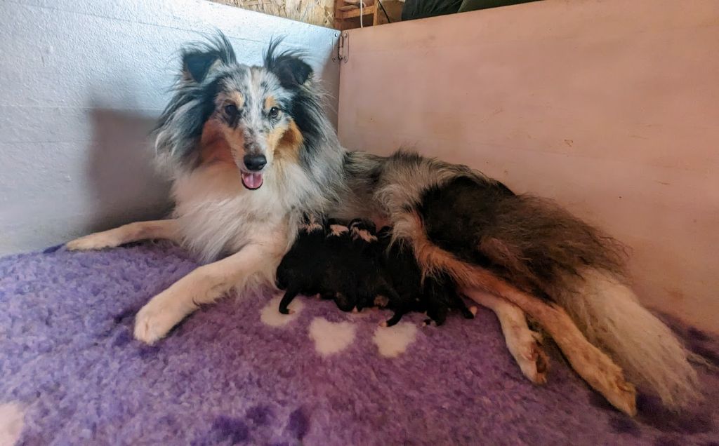 De L'odyssée D'alcane - Shetland Sheepdog - Portée née le 22/05/2024