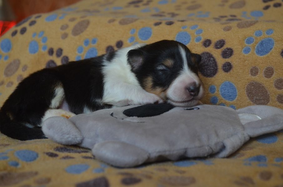 De L'odyssée D'alcane - Shetland Sheepdog - Portée née le 17/01/2023