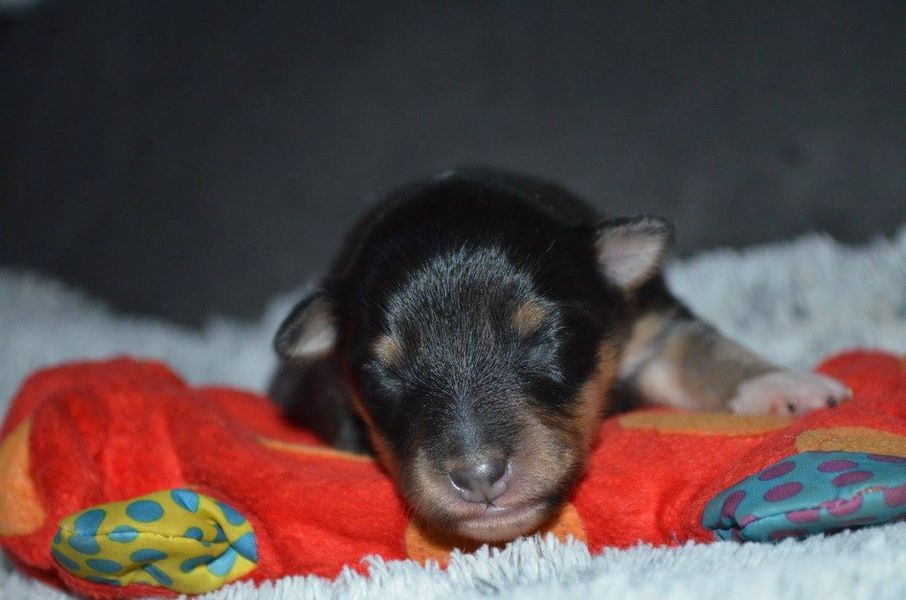 De L'odyssée D'alcane - Shetland Sheepdog - Portée née le 24/11/2017